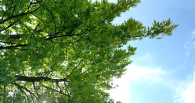 Baum im Sommer vor blauem Himmel