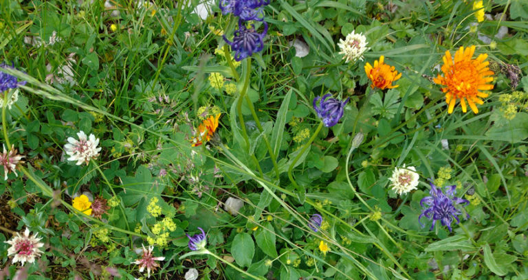 Landwirtschaft unterstützen und Artenvielfalt erhalten: Grüne übernehmen erneut Patenschaft für Blühstreifen